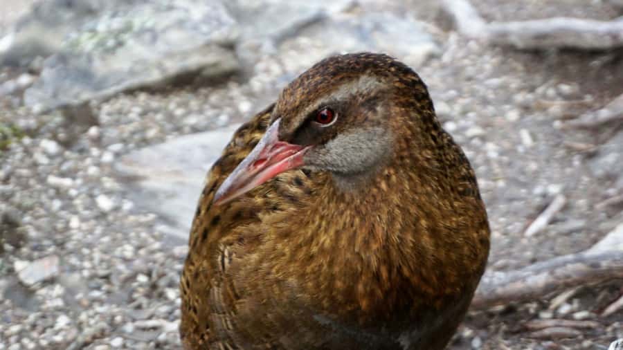 Mou Waho Island: 3-Hour Cruise and Guided Nature Walk - The higher lookout and the best photographs