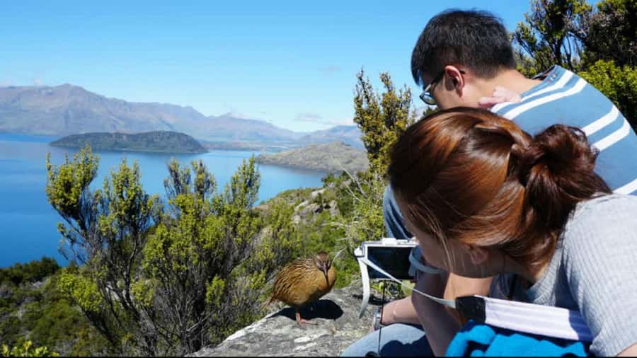 Mou Waho Island: 3-Hour Cruise and Guided Nature Walk - Leaving Wanaka from the lakefront