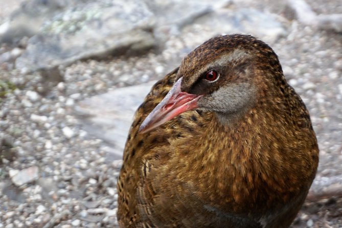 Mou Waho Island Cruise and Guided Nature Walk - Why Mou Waho is more than a boat ride