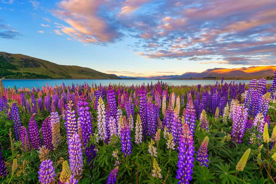 Mount Cook Day Tour from Christchurch - Into Mackenzie Country and the Southern Alps
