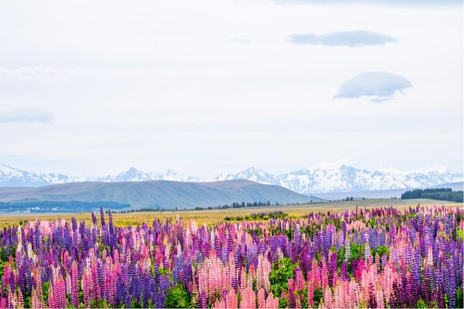Mount Cook Day Tour from Queenstown - What the coach is really like for 12 hours