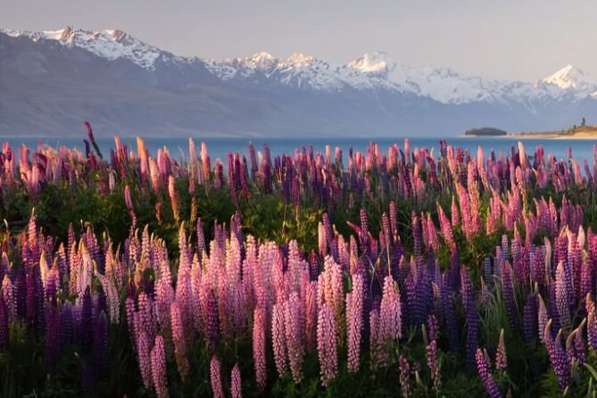 Mount Cook & Lake Tekapo Day Trip from Christchurch - The lavender farm is seasonal, not a guaranteed highlight