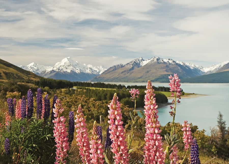 Mt. Cook Day-Tour: Christchurch to Queenstown - Key points to know before booking