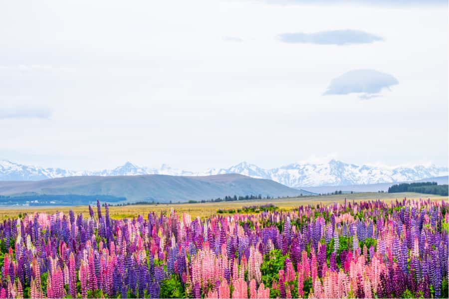 Mt. Cook Day-Tour: Christchurch to Queenstown - Who should book this tour?