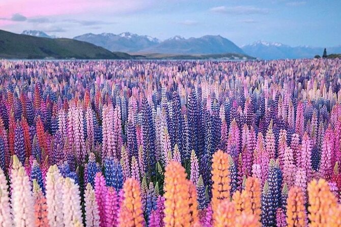 Mt. Cook Full Day Private Tour via Tekapo from Christchurch - A long South Island day with a private feel