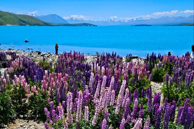 Mt. Cook Private Day Trip From Queenstown with Lake Tekapo - High Country Salmon adds a local food stop