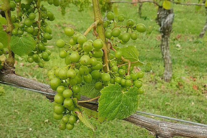 Muriwai Scenic Wine Tour from Auckland - What the $114.81 price covers