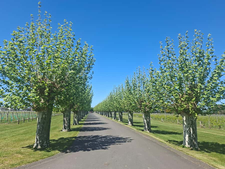 Napier: Afternoon Winery Tour Tasting at 3 Great Wineries - The guide can shape the whole afternoon