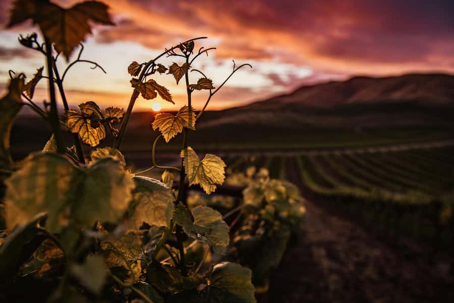 Napier: Art Deco Bike Ride and Wineries Loop - Who should book this ride?