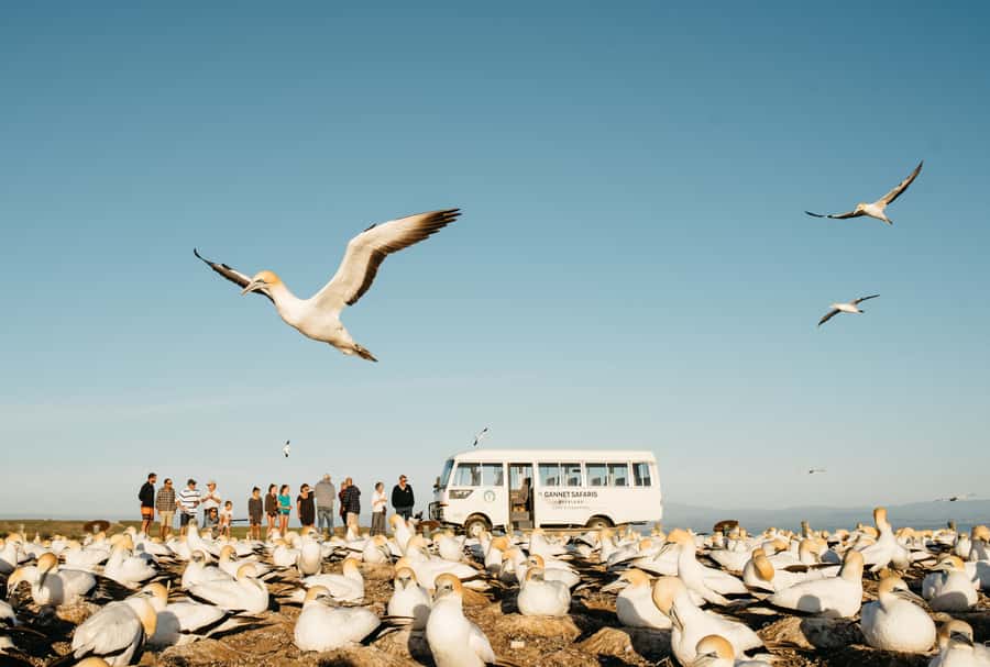 Napier: Cape Kidnappers Gannet, Nature & Sightseeing Tour - Key points at a glance
