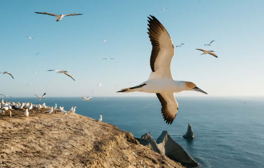 Napier: Cape Kidnappers Gannet, Nature & Sightseeing Tour - Why Cape Kidnappers is worth your morning