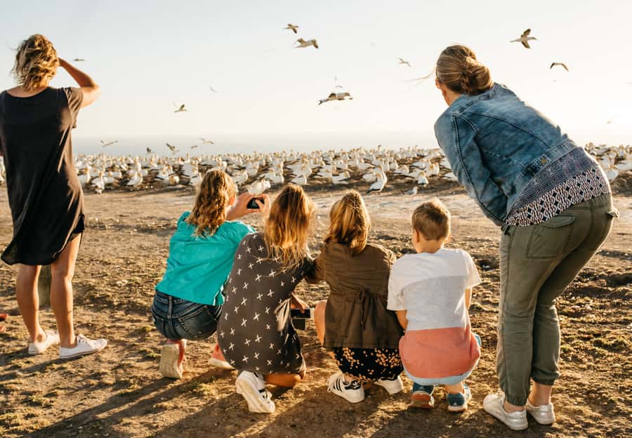 Napier: Cape Kidnappers Gannet, Nature & Sightseeing Tour - Meeting 20,000 gannets above the sea