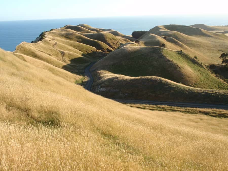 Napier: Cape Kidnappers Gannet, Nature & Sightseeing Tour - Comfort, weather, and the practical trade-offs