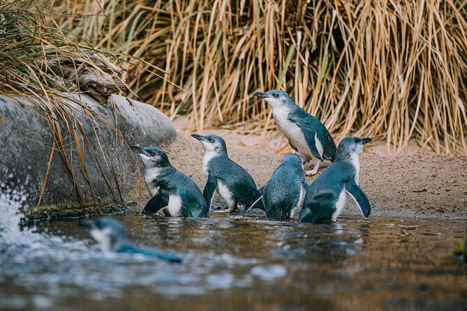 National Aquarium of New Zealand in Napier General Admission - Introduced species and native tuna