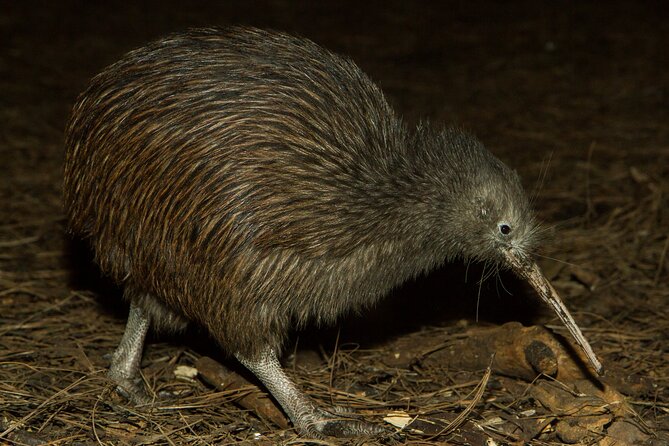 National Aquarium of New Zealand in Napier General Admission - Meeting the brown kiwi and tuatara