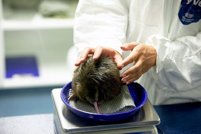 National Kiwi Hatchery - Kiwi Encounter Guided Tour - Key points at a glance