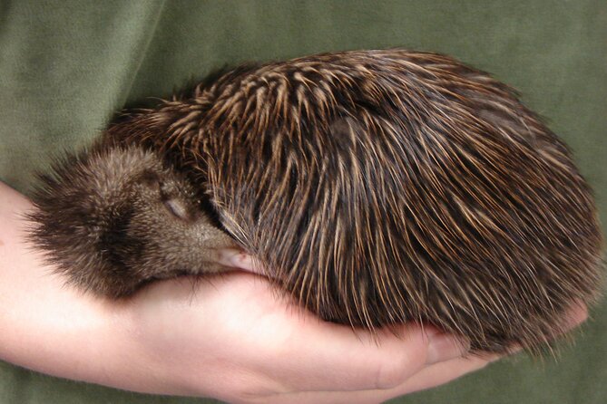 National Kiwi Hatchery - Kiwi Encounter Guided Tour - Guides who make the hour work