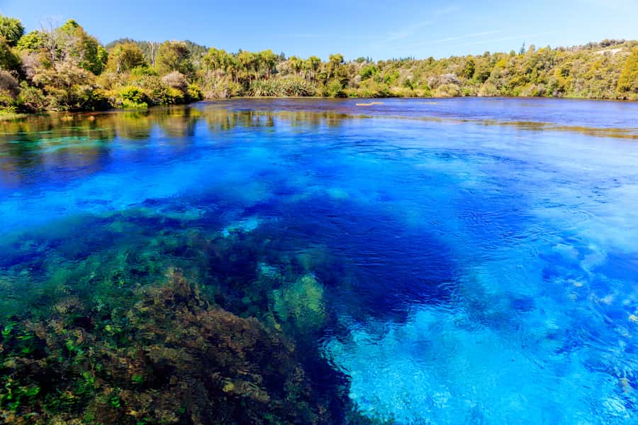 Nelson: Abel Tasman Cruise-Fly Day Tour - Te Waikoropupū Springs and its easy forest loop