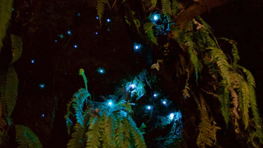 Nelson: Brook Waimārama Sanctuary Guided Night Walk - Following the forest as daylight fades