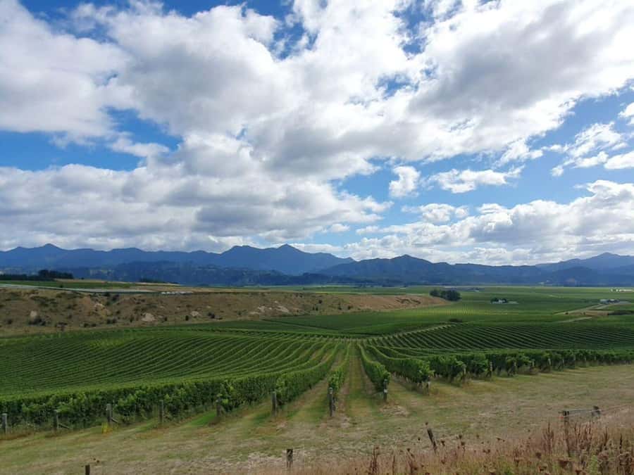 Nelson: Wine Tour with Tastings and Lunch - The fourth tasting and the final ride back