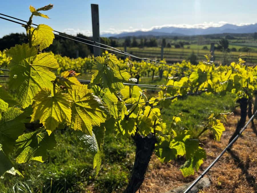 Nelson: Wine Tour with Tastings and Lunch - Who should book this Nelson tour?