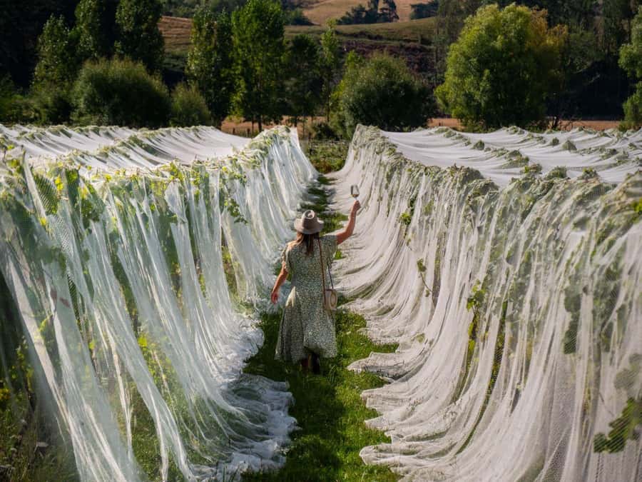 Nelson: Wine Tour with Tastings and Lunch - Pickup in Nelson and the first 30 minutes