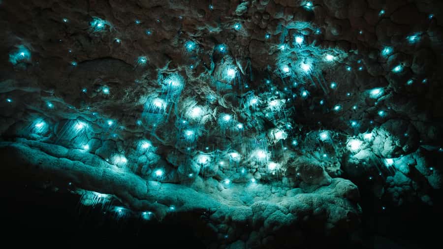 New Zealand: Milky Way Glowworm Cave Tour - The 300-metre walk through limestone and native bush