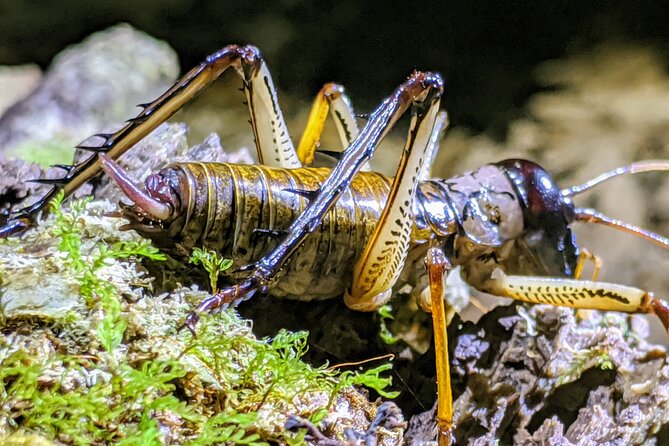 Nocturnal adventure Glow-worm tour - Key points to know before booking