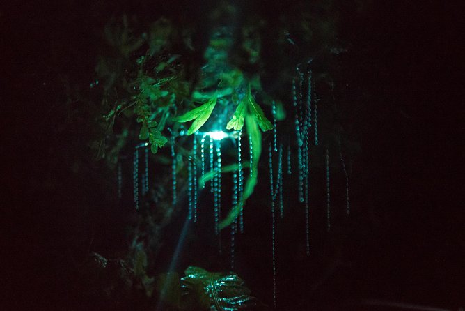 Nocturnal adventure Glow-worm tour - Why this Rotorua night walk is different