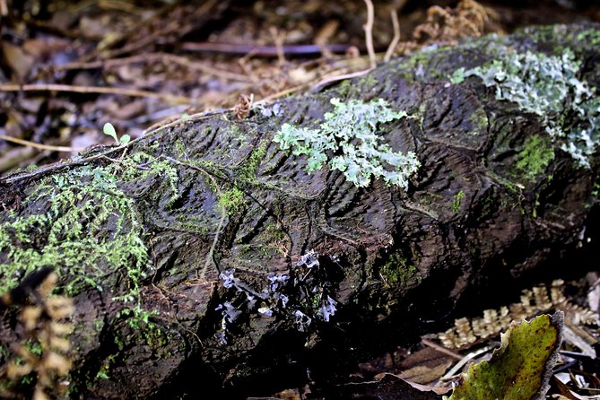 Nocturnal adventure Glow-worm tour - Following running water to the glow-worm banks