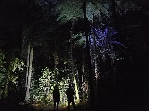 Nocturnal adventure Glow-worm tour - Who should book, and who should think twice