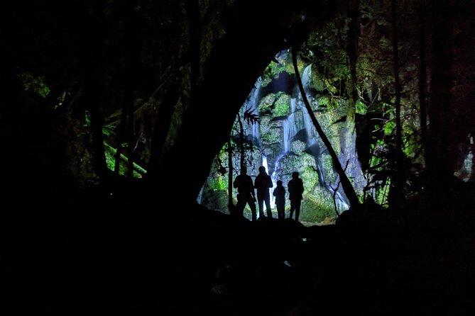 Nocturnal adventure Glow-worm tour - The first steps into the native bush