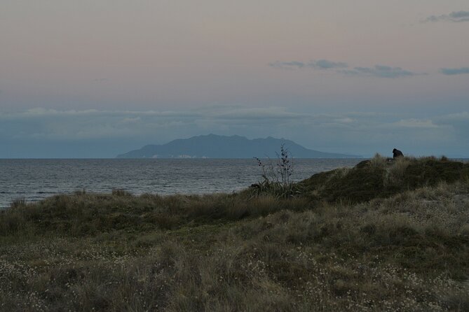 Nocturnal Wonders Tawharanui Kiwi Spotting and Stargazing Tour - Finding the dark-sky viewpoint