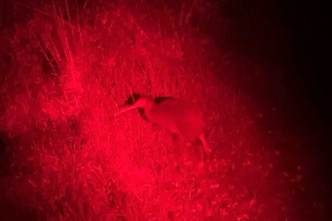 Nocturnal Wonders Tawharanui Kiwi Spotting and Stargazing Tour - What the $93.09 price covers