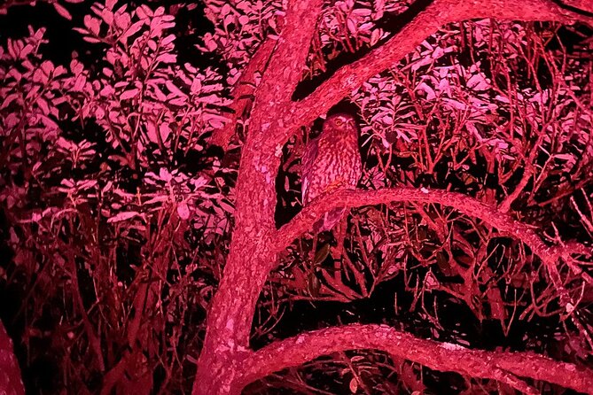 Nocturnal Wonders Tawharanui Kiwi Spotting and Stargazing Tour - Weather, cancellations, and what to bring
