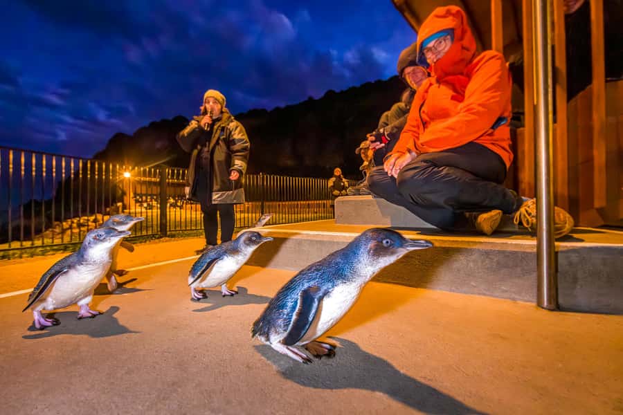 Oamaru: Penguins Evening Viewing Ticket - Key points for planning your penguin evening