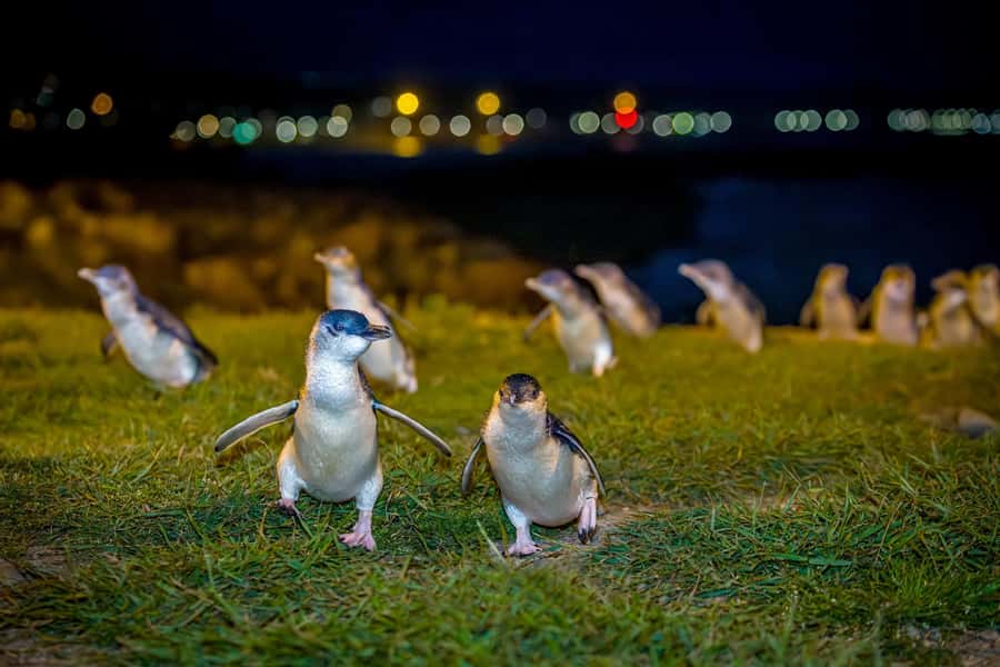Oamaru: Penguins Evening Viewing Ticket - Watching Ōamaru’s smallest residents come ashore
