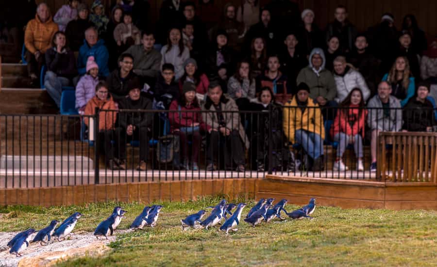 Oamaru: Penguins Evening Viewing Ticket - What the guides add to the experience