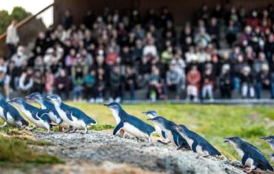 Oamaru: Penguins Evening Viewing Ticket