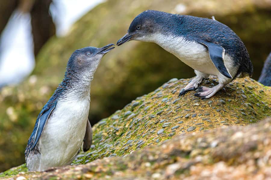 Oamaru: Penguins Evening Viewing Ticket - Standard seating or premium seating?