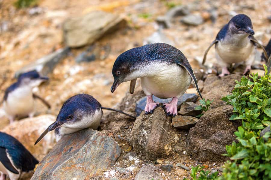 Oamaru: Penguins Evening Viewing Ticket - Cold air, quiet seats, and the no-camera rule