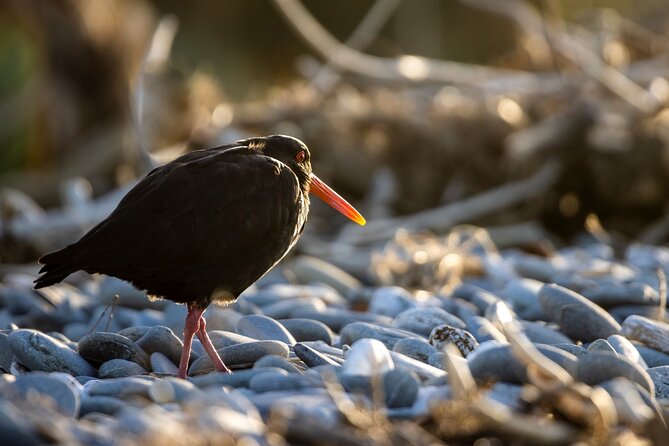 Okarito Nature Tour - Who will get the most from this tour?