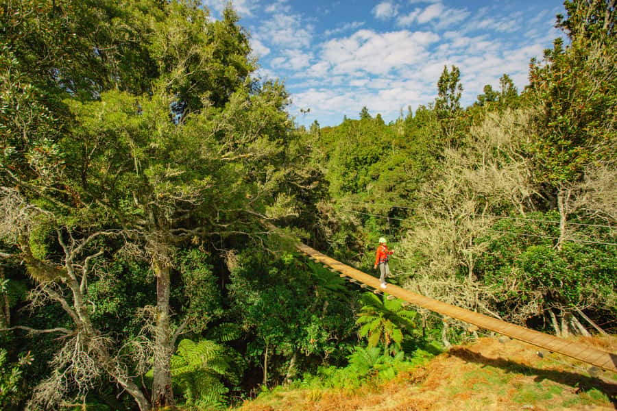 Okere Falls: Zipline over Waterfalls Experience - Māori stories, tea, and the meaning of the forest