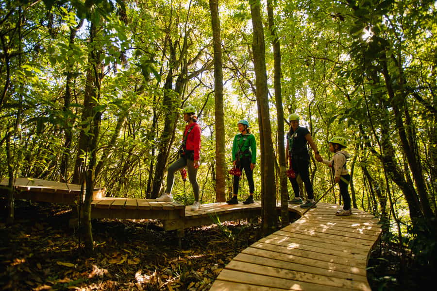 Okere Falls: Zipline over Waterfalls Experience - A tree in your name