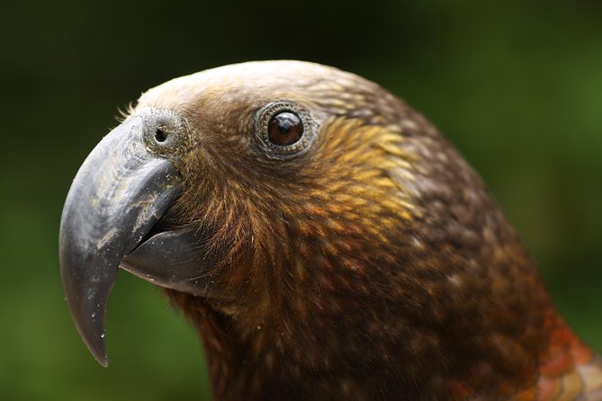 One Day Birding Adventure - Key details for your birding day