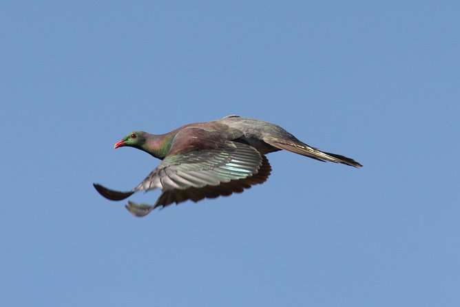 One Day Birding Adventure - Why this Rotorua birding tour is different