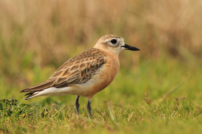One Day Birding Adventure - Shore sites complete the habitat mix