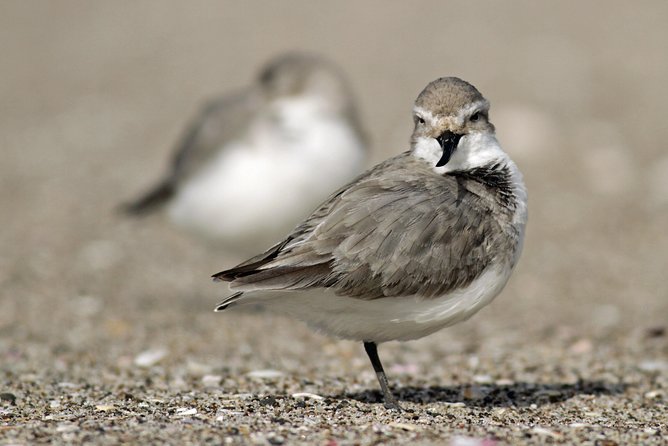 One Day Birding Adventure - Small-group guiding with Tom