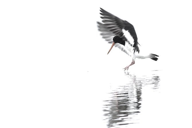 One Day Birding Adventure - Lunch, transport, and the $309.67 price