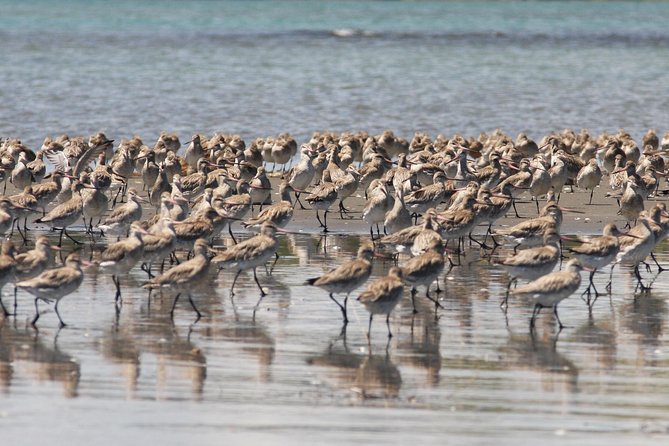 One Day Birding Adventure - Pickup from Rotorua or Tauranga
